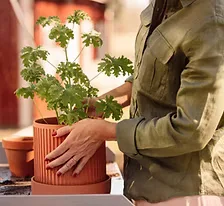 Repotting a young plant into a terracotta pot